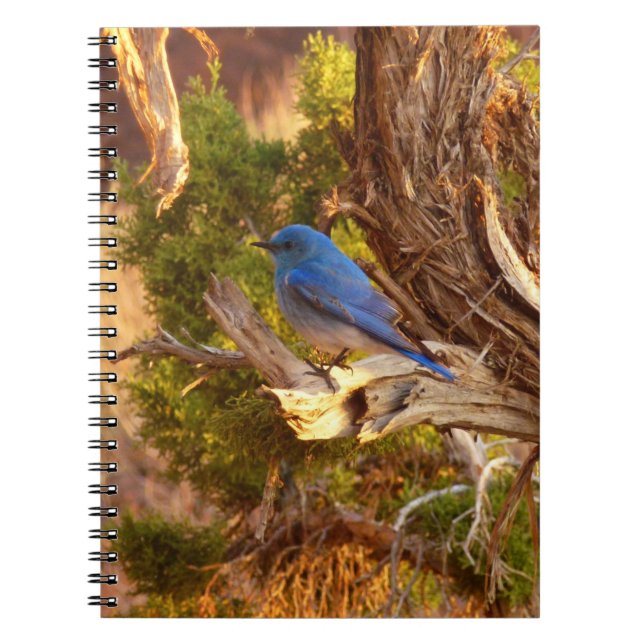 Mountain Bluebird at Arches National Park Notebook (Front)