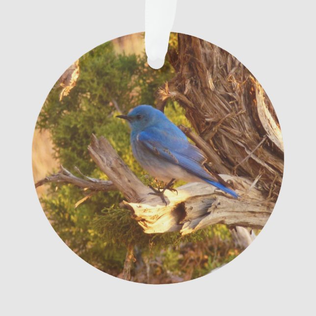 Mountain Bluebird at Arches National Park Ornament (Front)