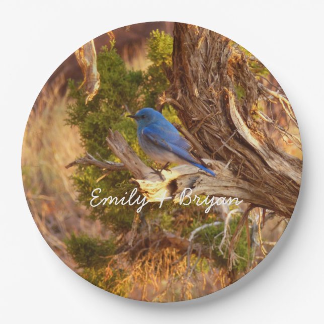 Mountain Bluebird at Arches National Park Paper Plate (Front)