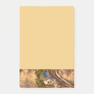 Mountain Bluebird at Arches National Park Post-it Notes