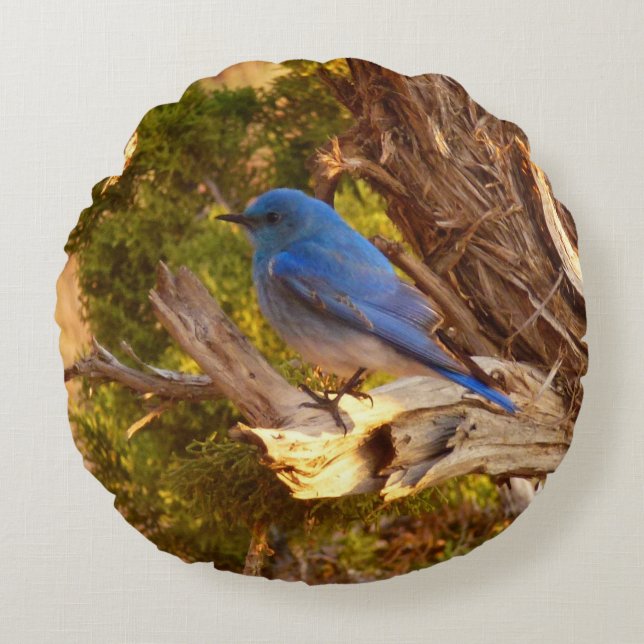 Mountain Bluebird at Arches National Park Round Cushion (Front)