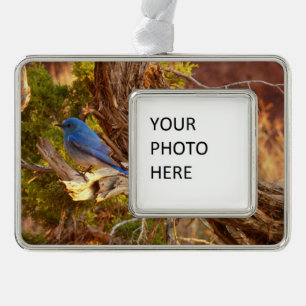 Mountain Bluebird at Arches National Park Silver Plated Framed Ornament