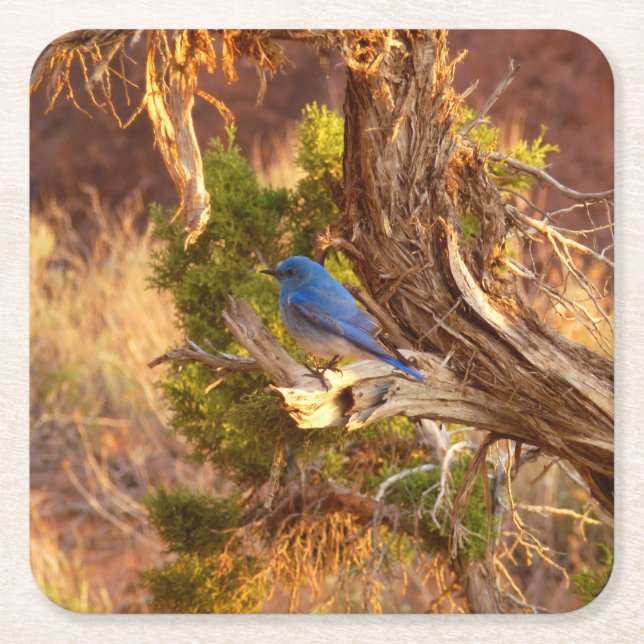 Mountain Bluebird at Arches National Park Square Paper Coaster (Front)
