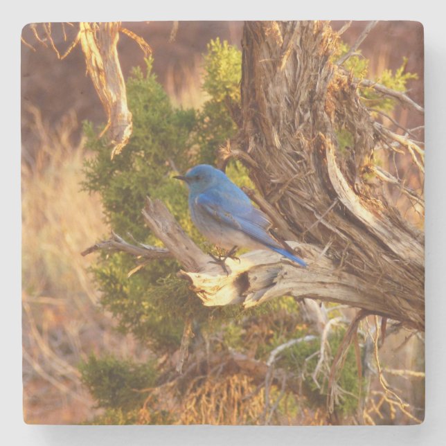Mountain Bluebird at Arches National Park Stone Coaster (Front)