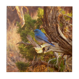 Mountain Bluebird at Arches National Park Tile