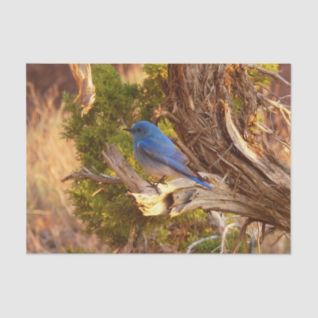 Mountain Bluebird at Arches National Park Tissue Paper (Front)