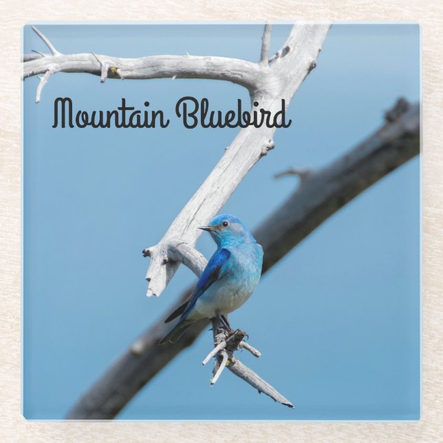 Mountain Bluebird Glass Coaster (Front)