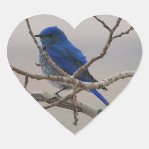Mountain Bluebird Heart Sticker