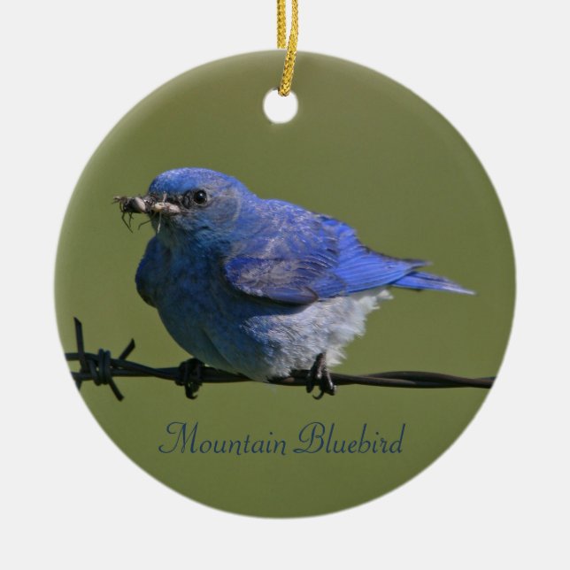 Mountain Bluebird Photography Round Ceramic Tree Decoration (Front)