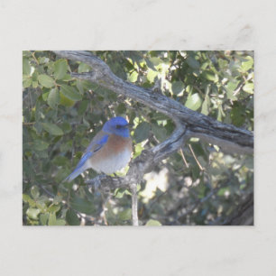 Mountain Bluebird Postcard