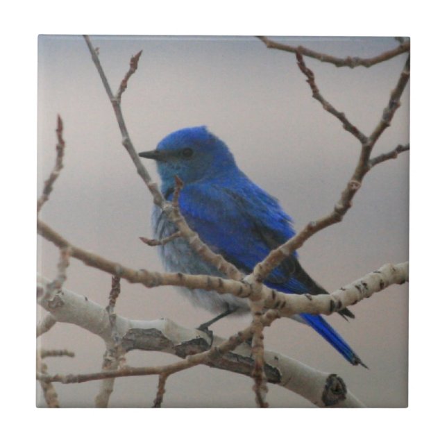Mountain Bluebird Tile (Front)