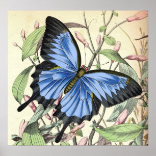 Mountain Blues Butterfly Poster