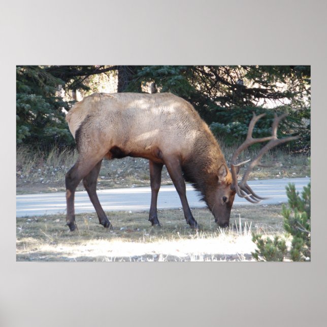 Mountain Bull Elk Photo Nature Wall Poster Mancave (Front)