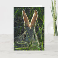 Mountain Cottontail Notecard