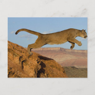 Mountain Cougar Postcard