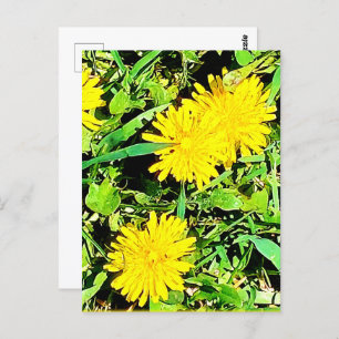Mountain Dandelions Pic From Spring Ottawa Canada Postcard