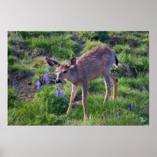 Mountain Deer and Lupine Print