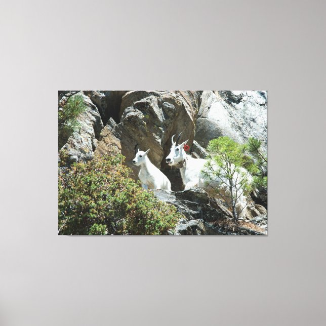 Mountain Goat and Kid - Wildlife Photography Canvas Print (Front)