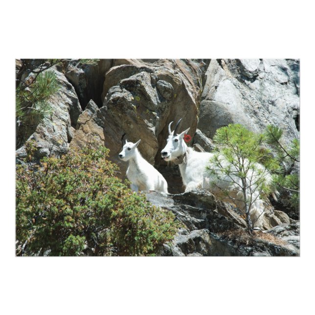 Mountain Goat and Kid - Wildlife Photography Photo Print (Front)