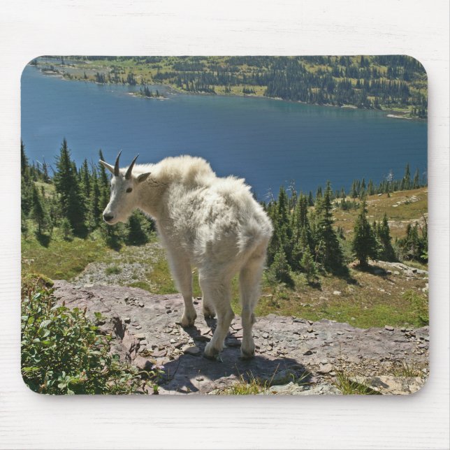 Mountain Goat at Glacier National Park Mouse Mat (Front)