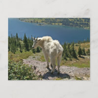 Mountain Goat at Glacier National Park Postcard
