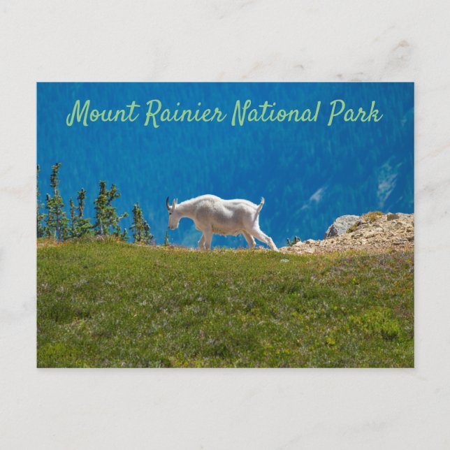 Mountain Goat at Panhandle Gap Mt. Rainier Postcard (Front)