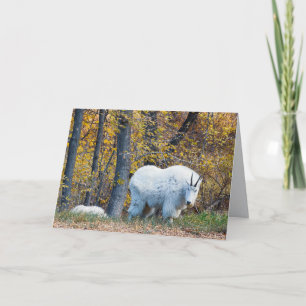 Mountain Goat birthday card looks at you.