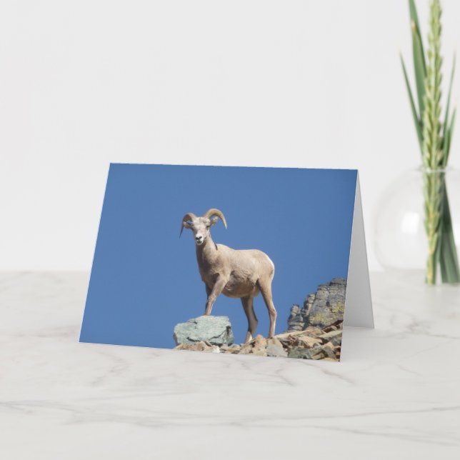 Mountain goat card (Front)