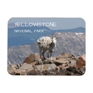 Mountain Goat, Froze to Death Plateau, Yellowstone Magnet