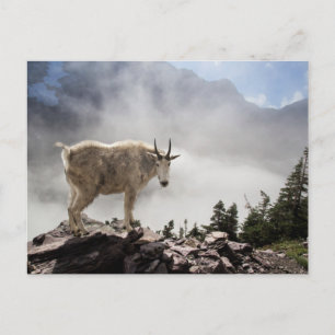 Mountain Goat in Glacier National Park Postcard