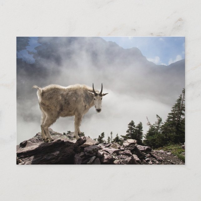 Mountain Goat in Glacier National Park Postcard (Front)