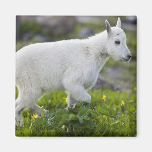 Mountain goat kid at Logan Pass in Glacier Magnet