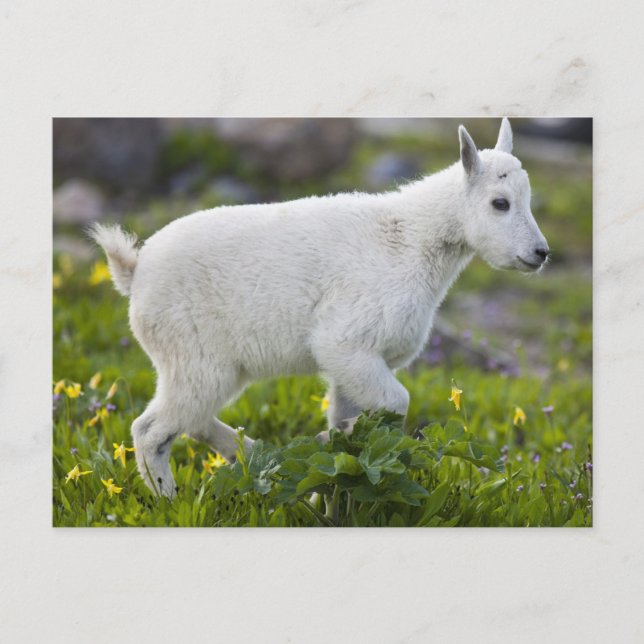 Mountain goat kid at Logan Pass in Glacier Postcard (Front)