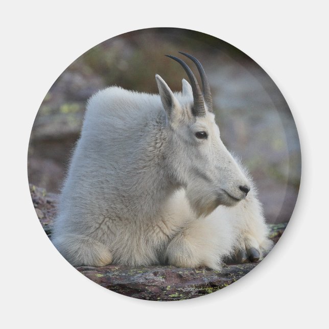 mountain goat magnet (Front)