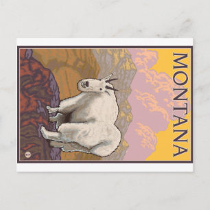 Mountain Goat - Montana Postcard