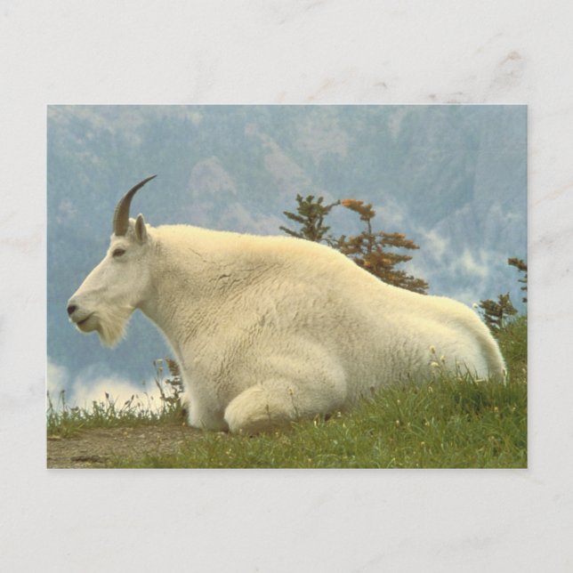 Mountain Goat Postcard (Front)