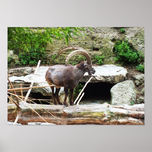 Mountain goat poster (Front)