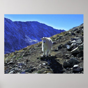 Mountain Goat Poster