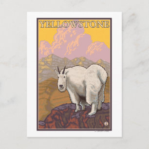 Mountain Goat - Yellowstone National Park Postcard