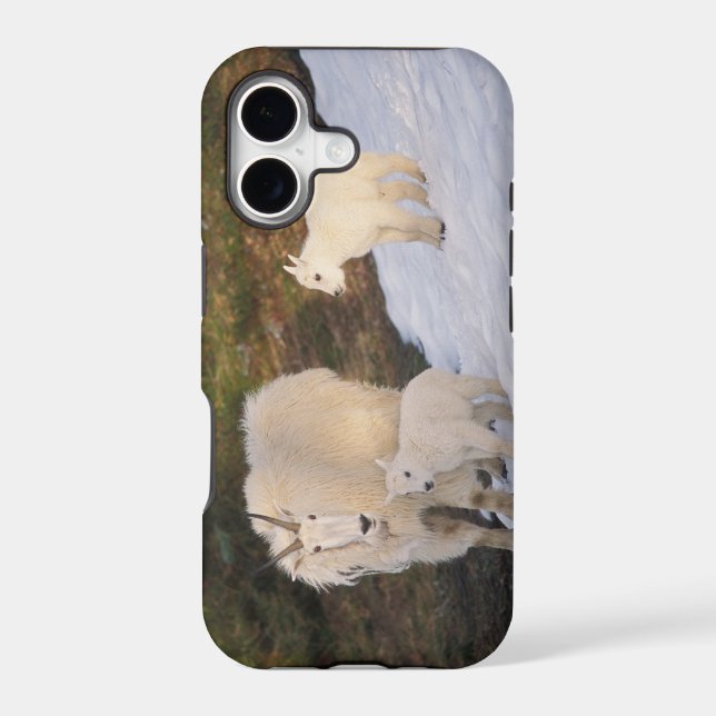 mountain goats (Back)
