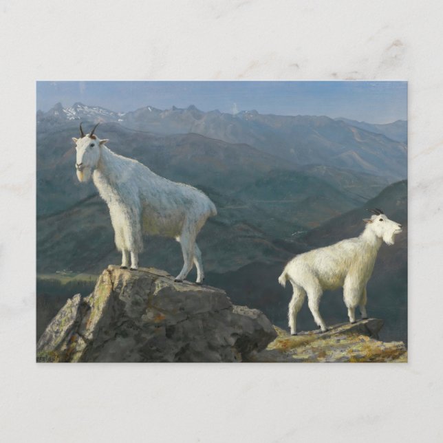 Mountain Goats by Albert Bierstadt Postcard (Front)