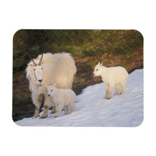 mountain goats magnet
