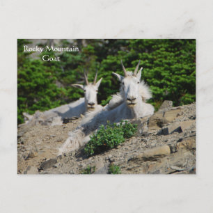 Mountain Goats on Rock Ledge Wildlife Series # 18 Postcard