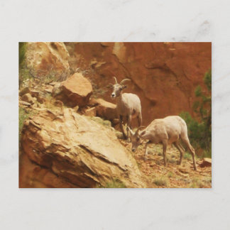 Mountain Goats Postcard