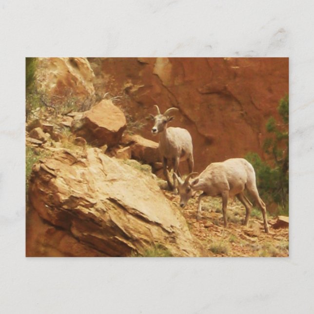 Mountain Goats Postcard (Front)