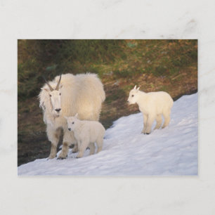 mountain goats postcard