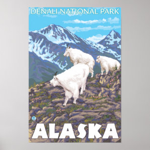 Mountain Goats Scene - Denali National Park, Poster