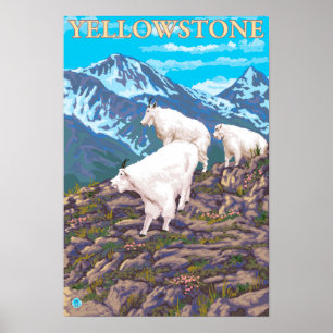 Mountain Goats Scene - Yellowstone National Park Poster