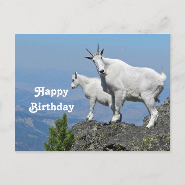 Mountain Goats White Wildlife Photo Birthday Postcard (Front)