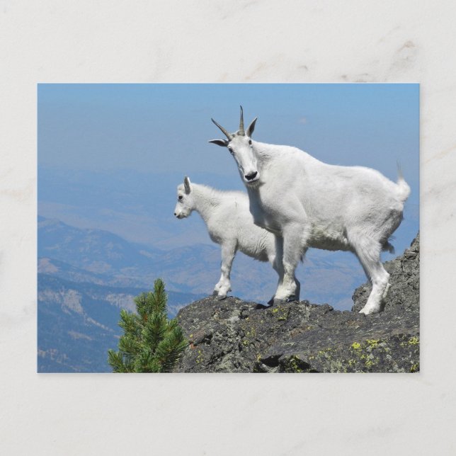 Mountain Goats White Wildlife Photo Postcard (Front)